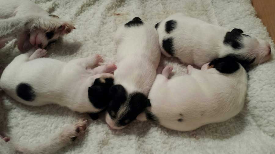 Double D Jack Russells - Puppies and Litters